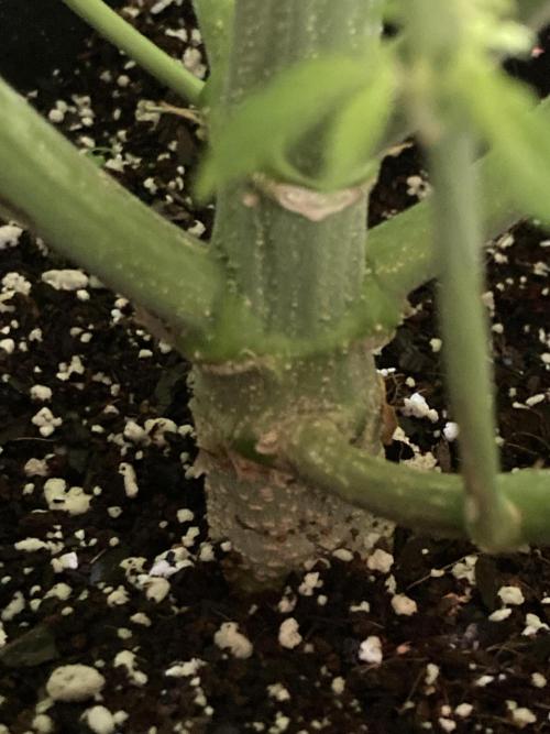 Watermelon candy auto. Week 9 - Stalk view