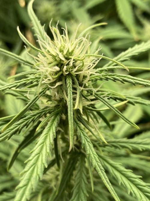 Watermelon candy auto. Week 9 - Up close cola