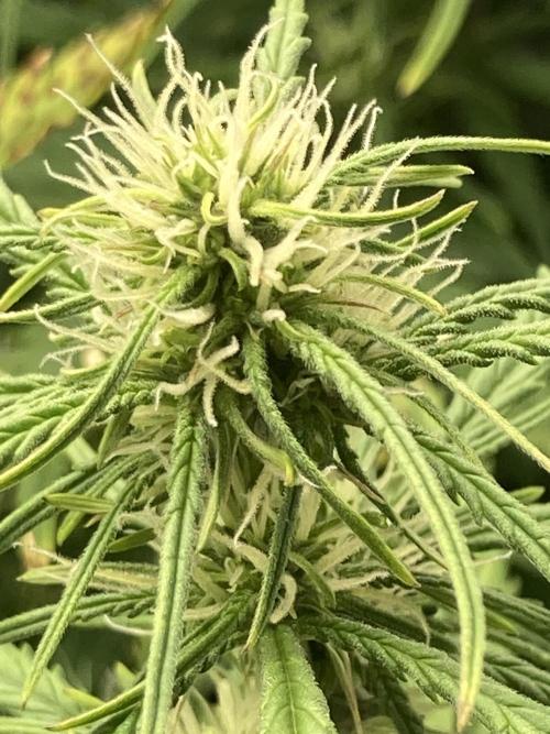 Watermelon candy auto. Week 9 - Bud view