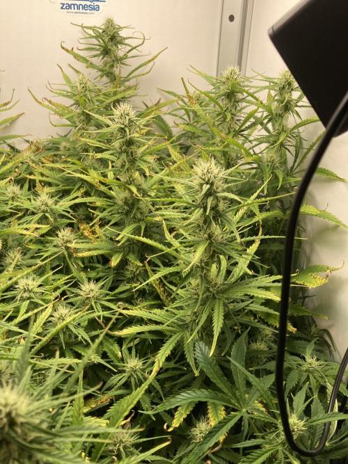 Watermelon candy auto. Week 10 - Right side view 