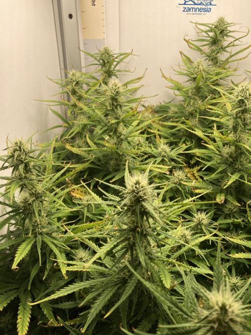 Watermelon candy auto. Week 10 - Left side view