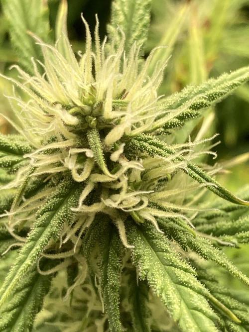 Watermelon candy auto. Week 10 - Bud view
