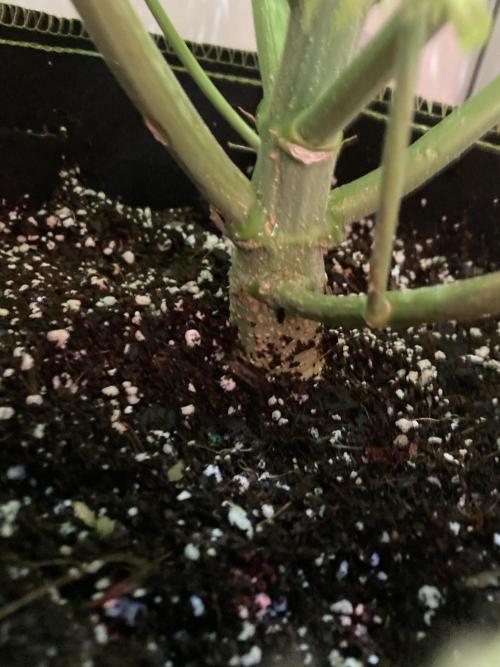 Watermelon candy auto. Week 10 - Stalk view