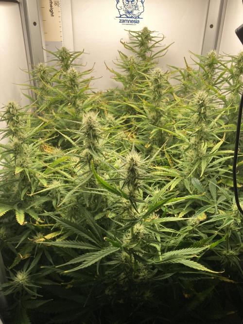 Watermelon candy auto. Week 10 - Side view