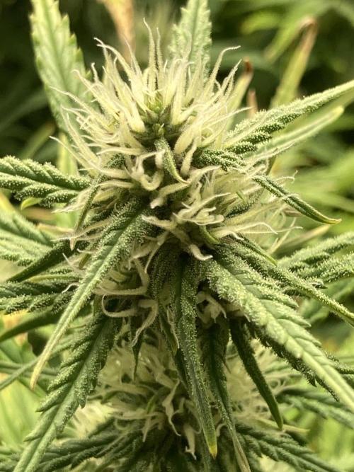 Watermelon candy auto. Week 10 - Bud view