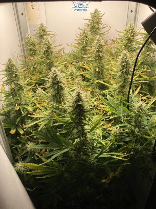 Watermelon candy auto. Week 11 - Whole plant view 