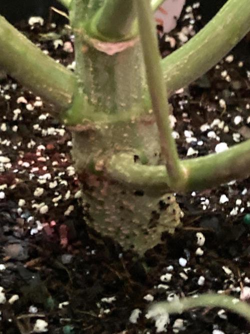 Watermelon candy auto. Week 11 - Stalk view 