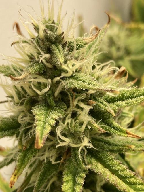 Watermelon candy auto. Week 11 - Bud view
