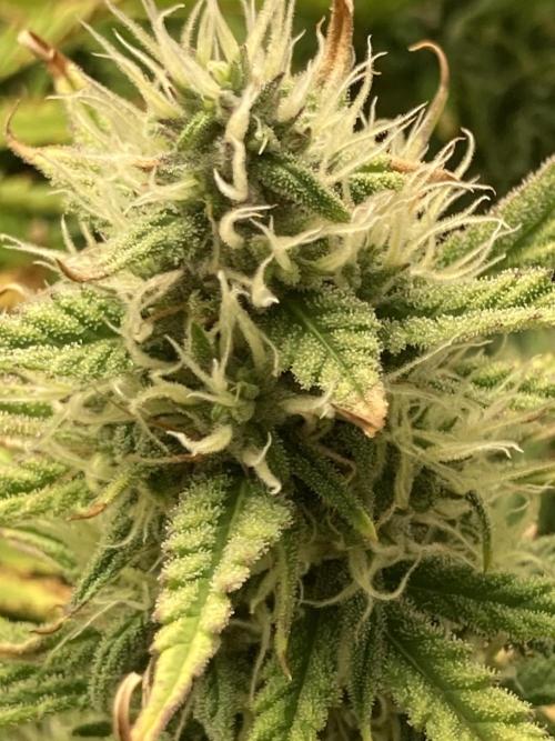 Watermelon candy auto. Week 11 - Bud view 