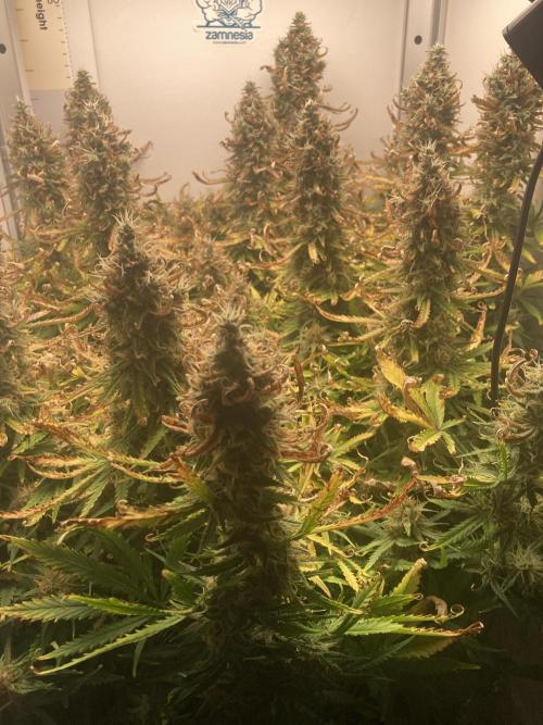 Watermelon candy auto. Week 12 - While tent view