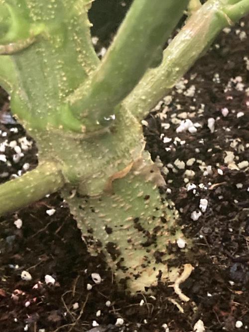 Watermelon candy auto. Week 12 - Stalk view 