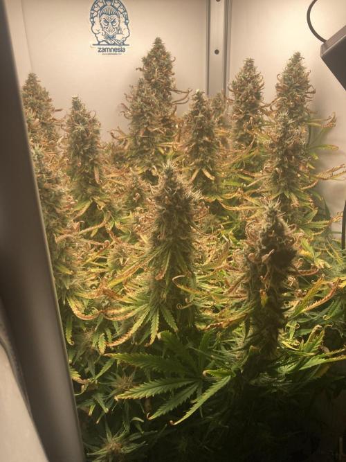 Watermelon candy auto. Week 12 - Side top view