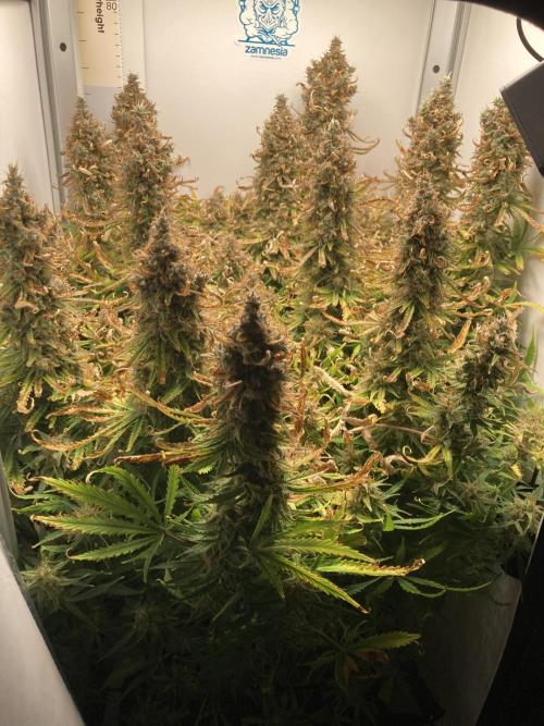 Watermelon candy auto. Week 13 - Top view of colas 