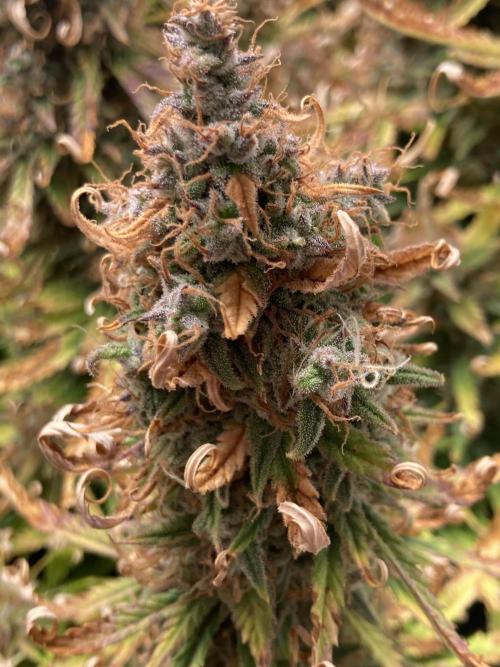 Watermelon candy auto. Week 13 - Random bud