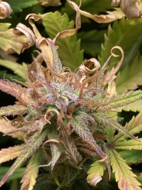 Watermelon candy auto. Week 13 - Pink and purple everywhere 