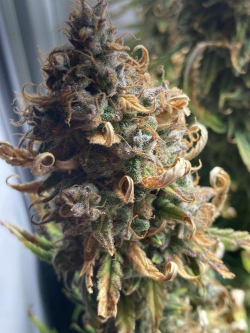 Watermelon candy auto. Week 14