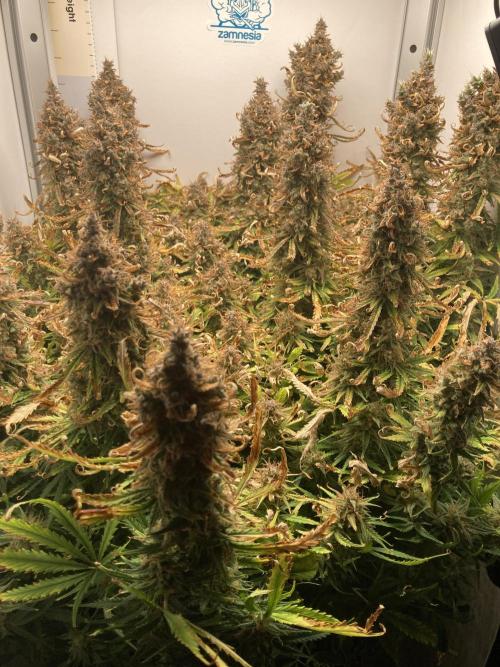 Watermelon candy auto. Week 14