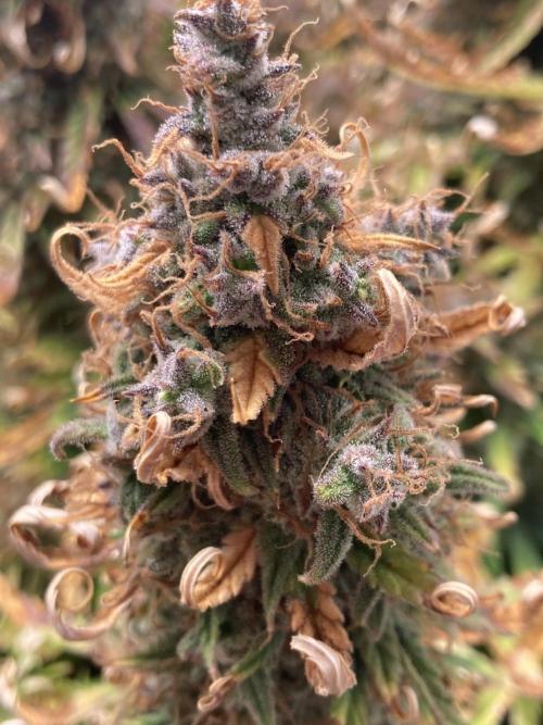 Watermelon candy auto. Week 14
