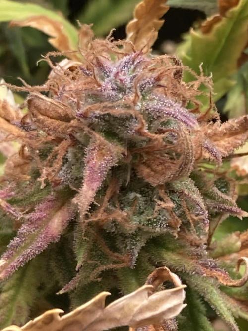 Watermelon candy auto. Week 14