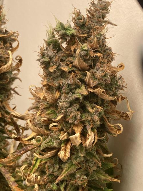 Watermelon candy auto. Week 14