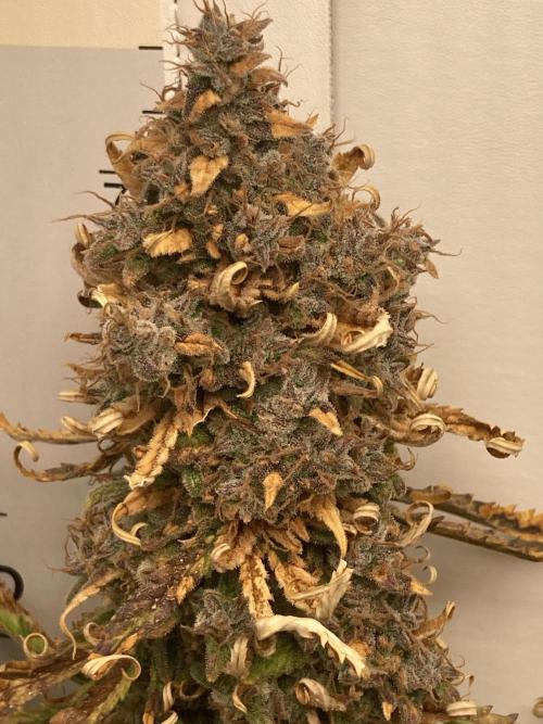 Smart grow box. Week 14