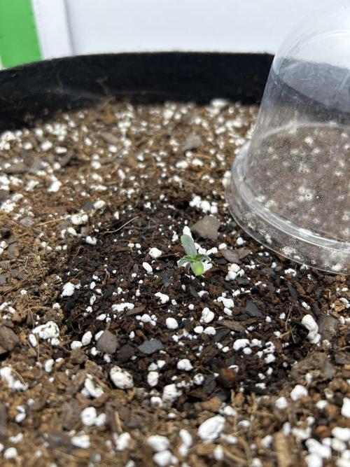 Mango sherbet auto supreme seeds bulldog. Week 1 - Side view