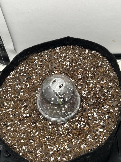 Mango sherbet auto supreme seeds bulldog. Week 1