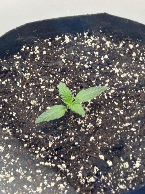 Mango sherbet auto supreme seeds bulldog. Week 2 - Early week
