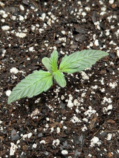 Mango sherbet auto supreme seeds bulldog. Week 2 - Late week top view