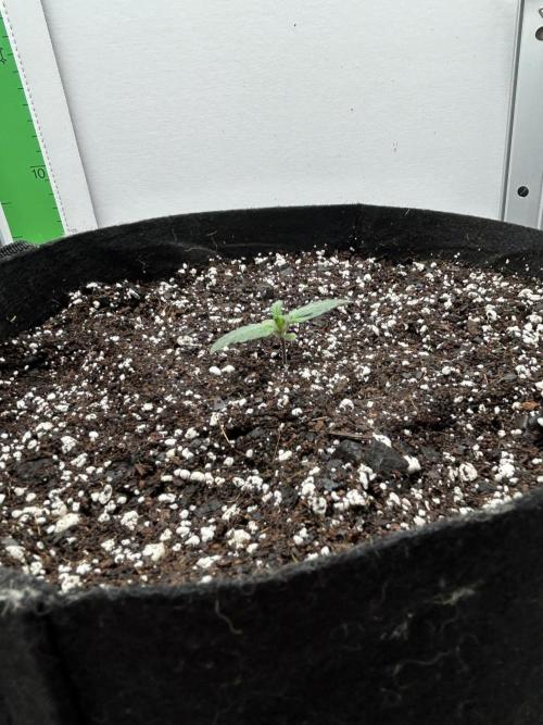 Mango sherbet auto supreme seeds bulldog. Week 2 - Late week side view 