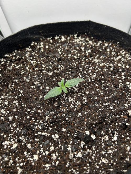 Mango sherbet auto supreme seeds bulldog. Week 2 - Late week