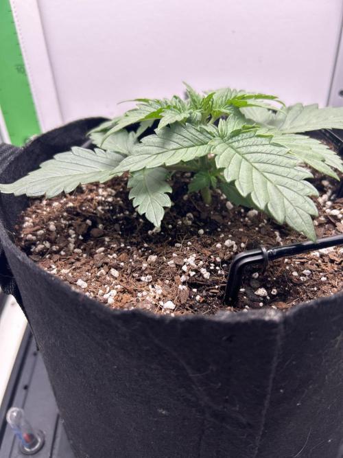 Mango sherbet auto supreme seeds bulldog. Week 3 - Side view