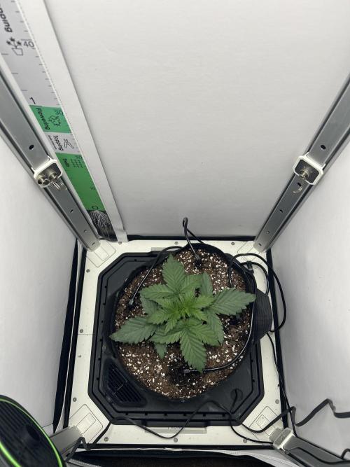 Mango sherbet auto supreme seeds bulldog. Week 3 - Top down view 