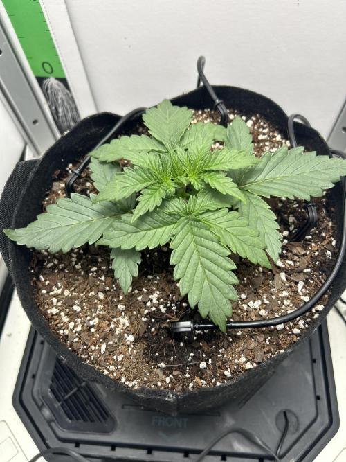 Mango sherbet auto supreme seeds bulldog. Week 3 - Top view close
Got new drip system too