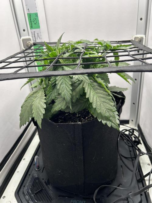 Mango sherbet auto supreme seeds bulldog. Week 4