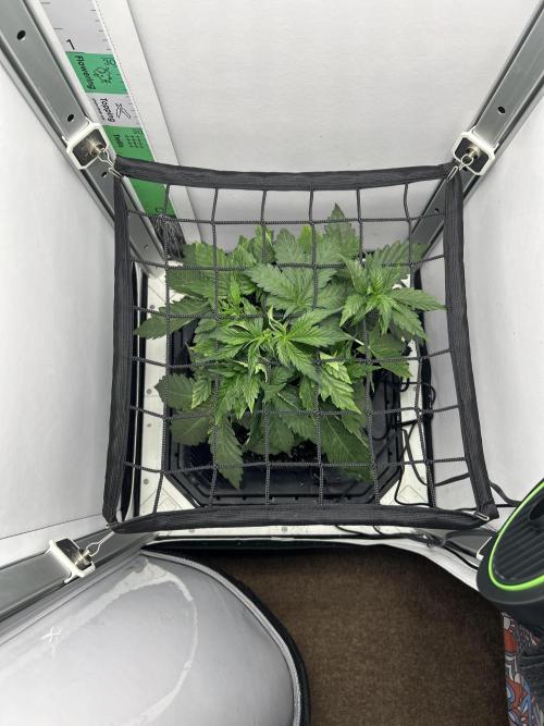 Mango sherbet auto supreme seeds bulldog. Week 4