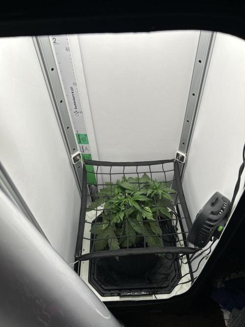 Mango sherbet auto supreme seeds bulldog. Week 4
