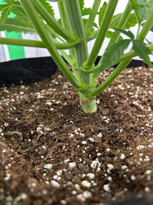 Mango sherbet auto supreme seeds bulldog. Week 5 - Stalk view