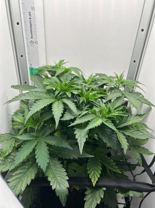 Mango sherbet auto supreme seeds bulldog. Week 5 - Side view
