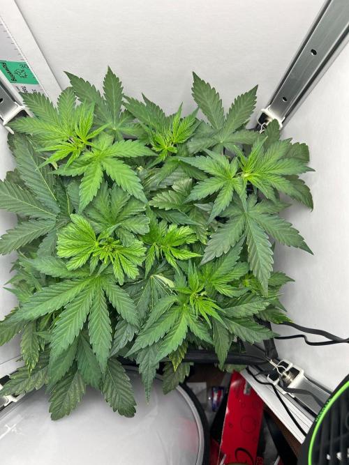 Mango sherbet auto supreme seeds bulldog. Week 5 - Top view