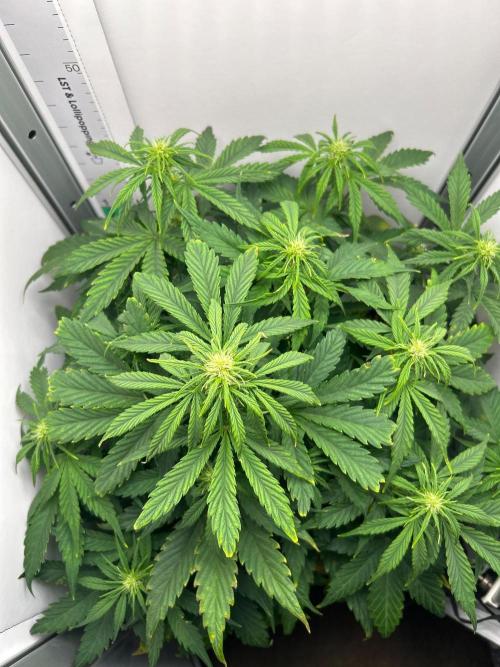 Mango sherbet auto supreme seeds bulldog. Week 6