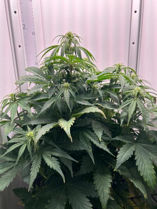 Mango sherbet auto supreme seeds bulldog. Week 6