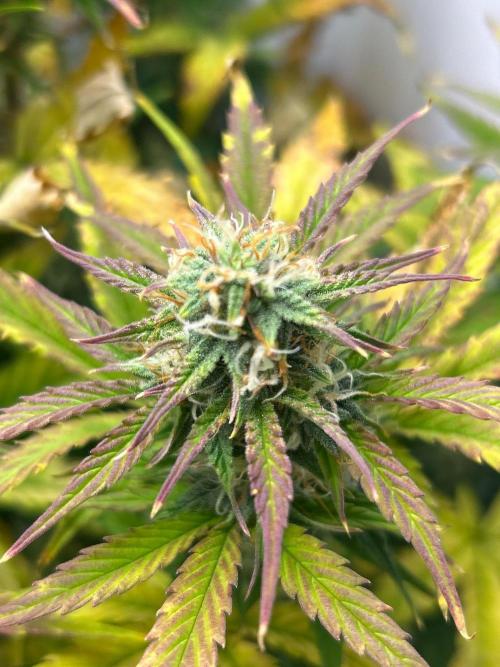 Mango sherbet auto supreme seeds bulldog. Week 7