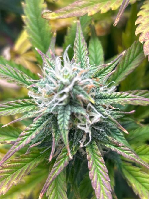 Mango sherbet auto supreme seeds bulldog. Week 7