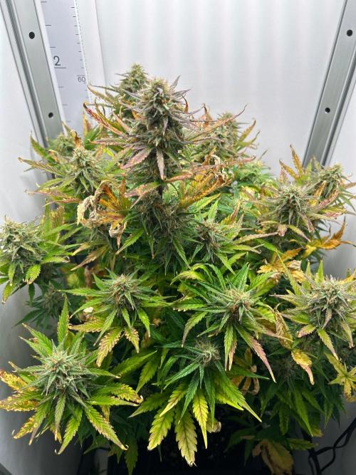 Mango sherbet auto supreme seeds bulldog. Week 8 - Whole plant
