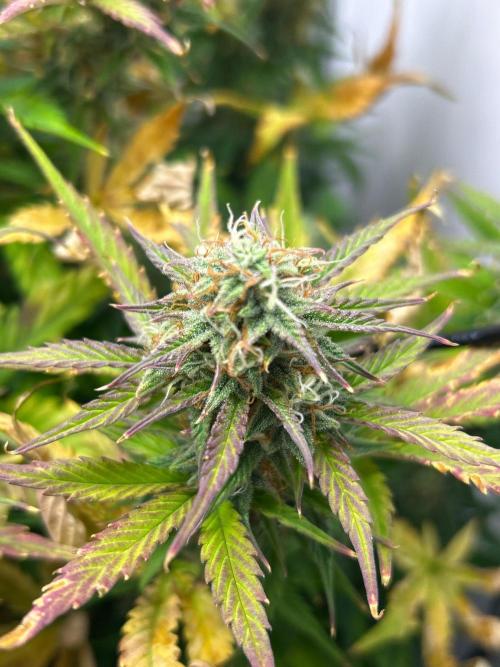 Mango sherbet auto supreme seeds bulldog. Week 8 - Cola view