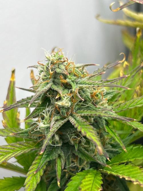 Mango sherbet auto supreme seeds bulldog. Week 8 - Cola view 