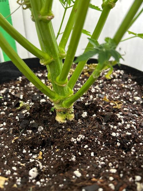 Mango sherbet auto supreme seeds bulldog. Week 8 - Stalk view