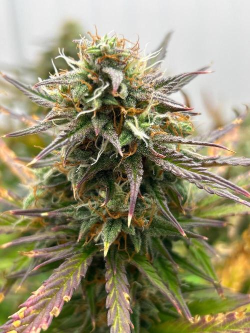 Mango sherbet auto supreme seeds bulldog. Week 8 - Bud view