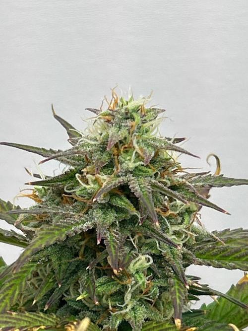 Mango sherbet auto supreme seeds bulldog. Week 8 - Another bud view